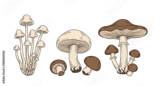 Scientific-style botanical illustration of various edible mushroom species showing different shapes, sizes, and textures.
