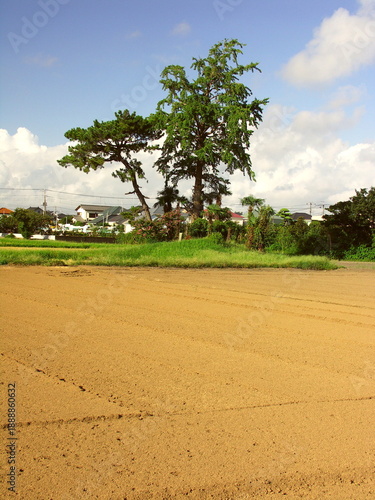 Wallpaper Mural 銀杏の立ち木のある耕作された初秋の畑風景 Torontodigital.ca