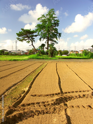 Wallpaper Mural 銀杏の立ち木のある耕作された初秋の畑風景 Torontodigital.ca