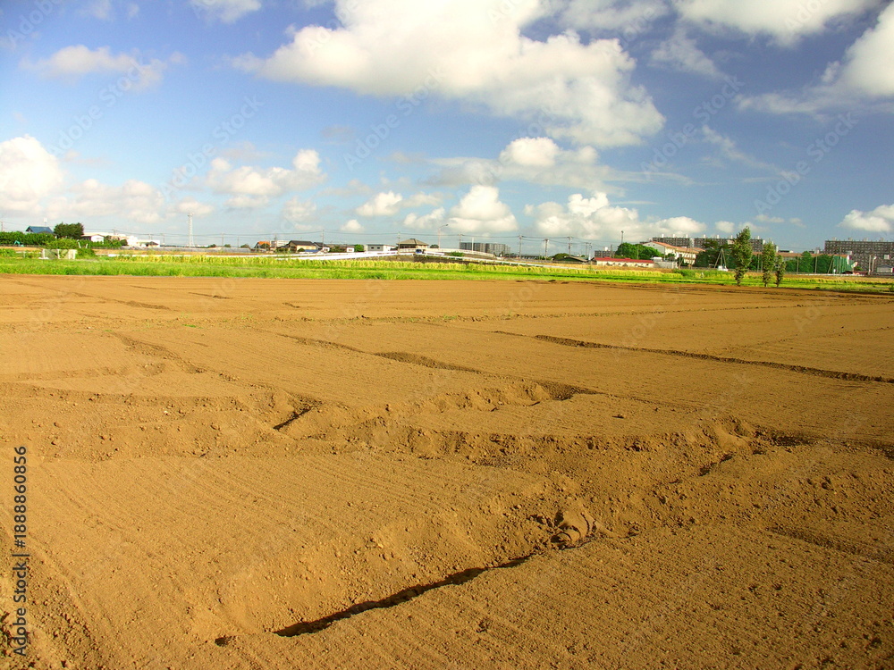 custom made wallpaper toronto digital郊外の耕作された初秋の畑風景