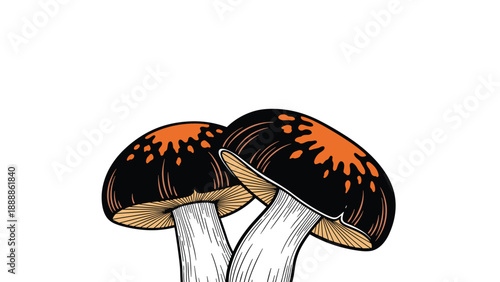 Artistic botanical drawing of two wild mushrooms with dark brown caps featuring bright orange spots and detailed gills on white.