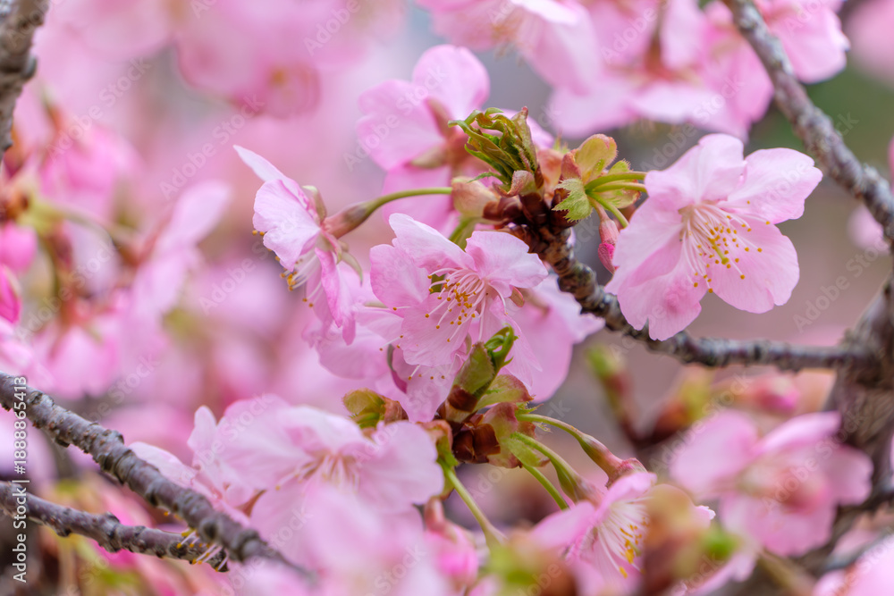 Obraz premium 春の訪れを告げる満開の河津桜と柔らかなピンク色の花びら