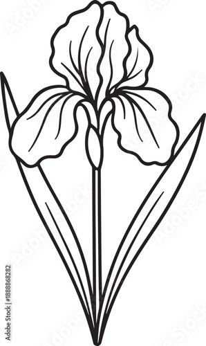 Simple line art iris flower illustration