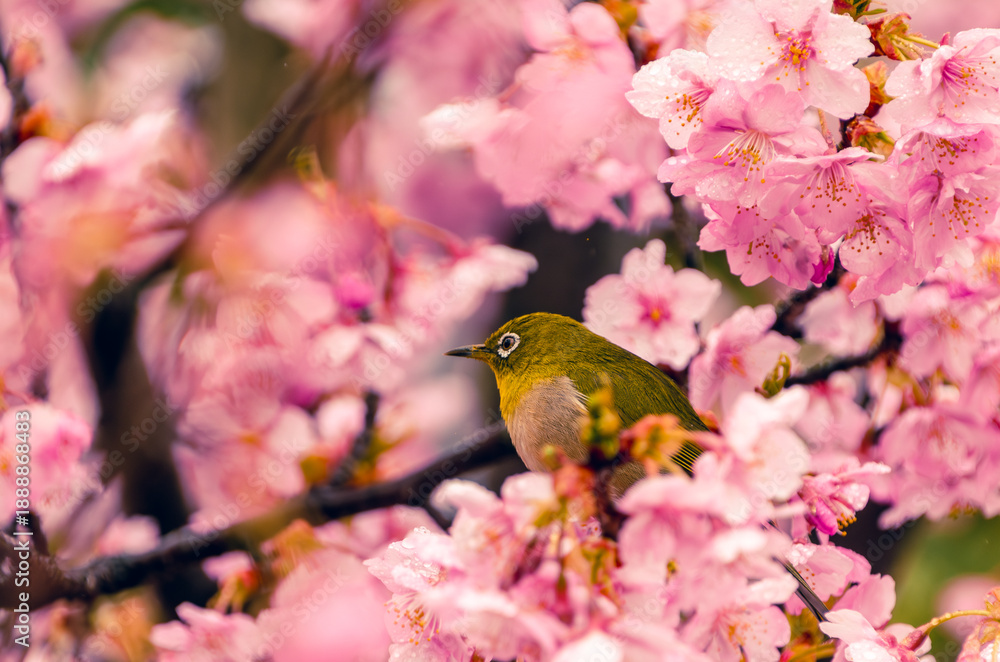 Obraz premium 桜の花に囲まれて佇むメジロの横顔と春の色彩