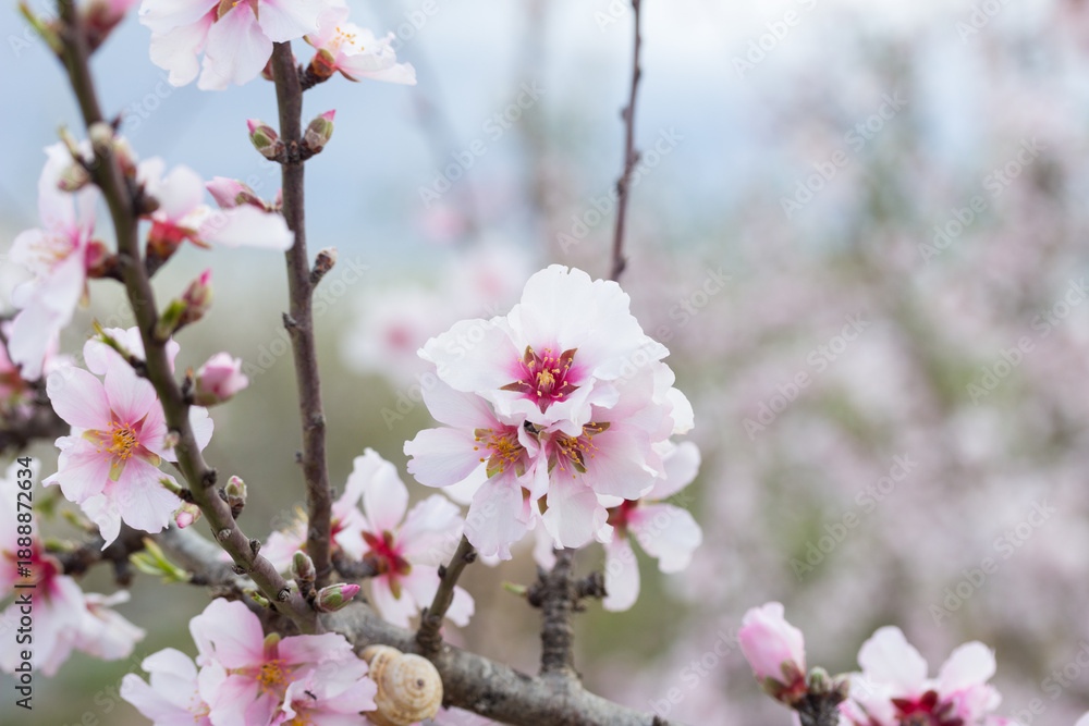 Fototapeta premium Flores rosadas de almendro en primavera, mes de marzo con fondo desenfocado