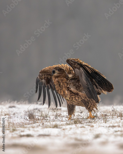Seeadler