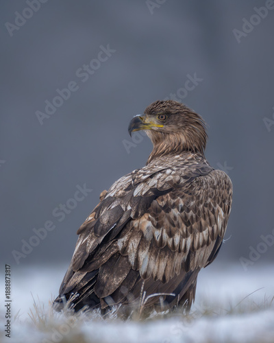 Seeadler