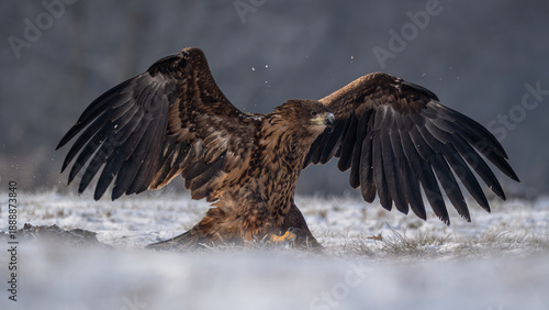 Seeadler