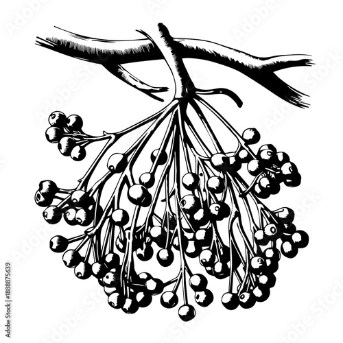 Detailed botanical illustration of mistletoe herb plant with green leaves and white berries isolated vintage