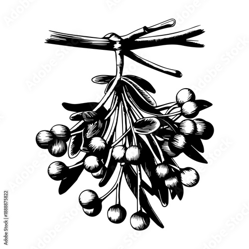 Detailed botanical illustration of mistletoe herb plant with green leaves and white berries isolated vintage