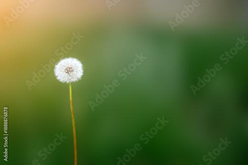 Принти на полотні A white fluffy dandelion on a green background with sunny rays and copy space