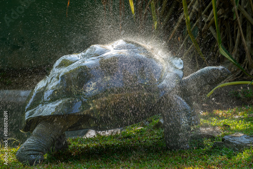 An old tortoise welcomes the morning with a gentle shower, time slowing as wisdom soaks in—proof that even the oldest souls know the quiet joy of a fresh start.