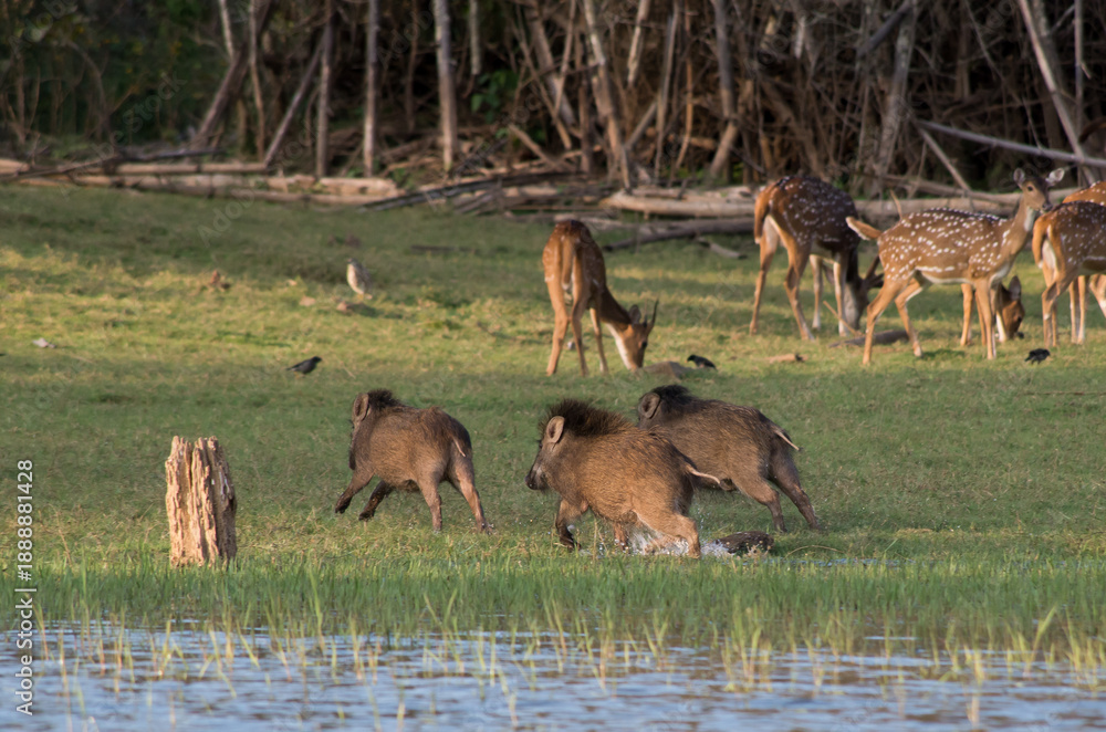 Obraz premium Wild Boars Playing