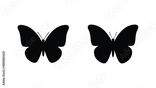 Two black butterflies displayed side by side in a striking silhouette