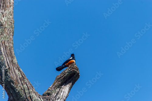 Mocking Cliff Chat Perched on Dead Tree Branch in Ethiopia