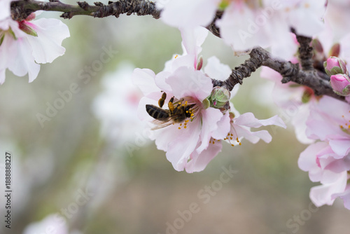 Fotografie Abeja polinizando flor de almendro en primavera con fondo desenfocado
