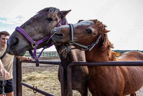teenage boys feeding cow horses, summer camp, through fence, children on pasture, animal care, stables, fields, landscape, dry grass, horizontal photo, medium shot,