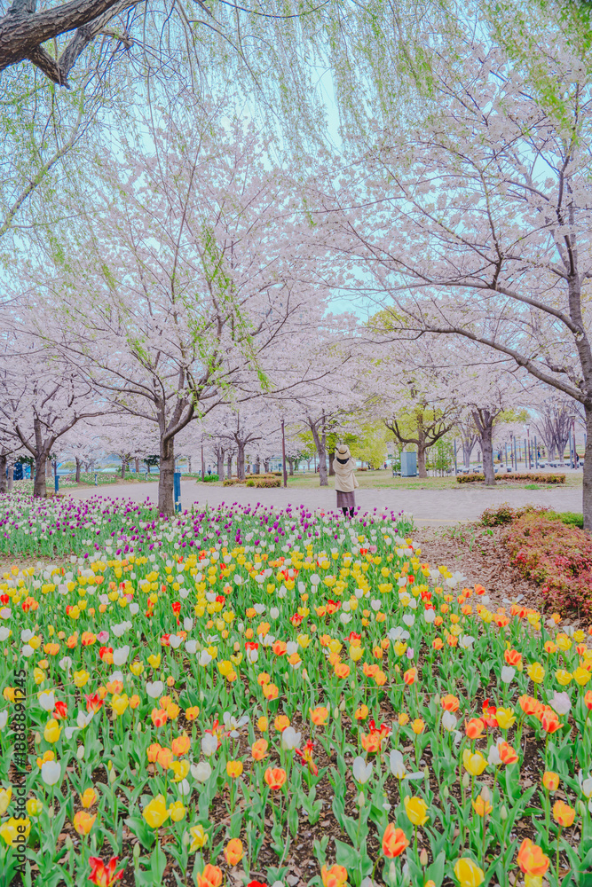 Fototapeta premium 2025年に咲いたお台場の桜とチューリップ