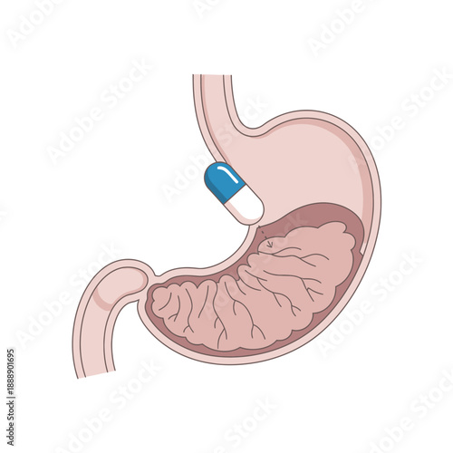 Stomach with capsule, medical illustration of digestive system and medication