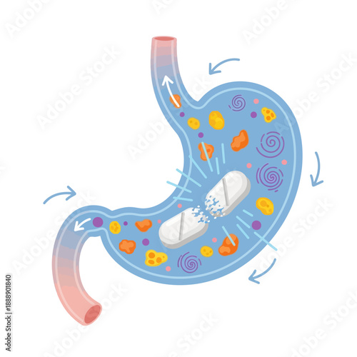 Digestive System: Stomach Processing Food and Pill