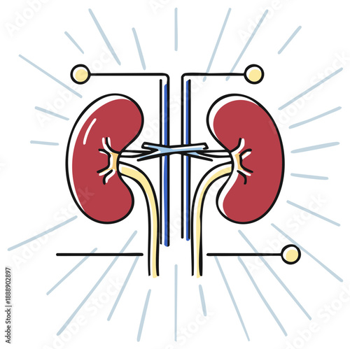 Human kidneys health diagram, anatomical illustration of the urinary system function