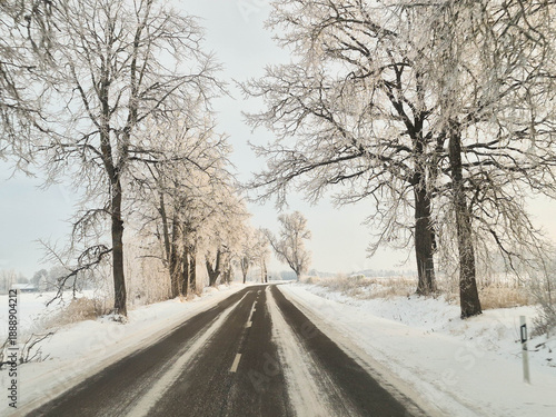 Winter in country side, with trees in snow, wet road, black asphalt, white picture