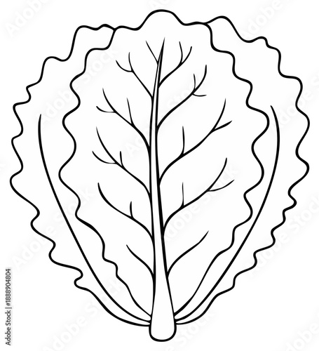 Black and white illustration of lettuce vegetable, isolated on white background, healthy fresh food
