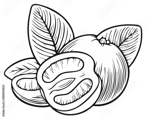 Black and white line art illustration of feijoa fruit with leaves, whole and halved showing inner pulp structure