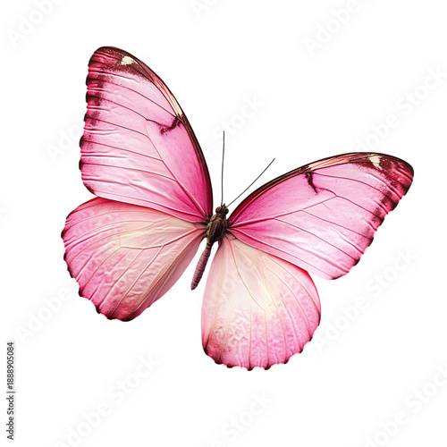 Beautiful pink butterfly isolated on white and transparent background