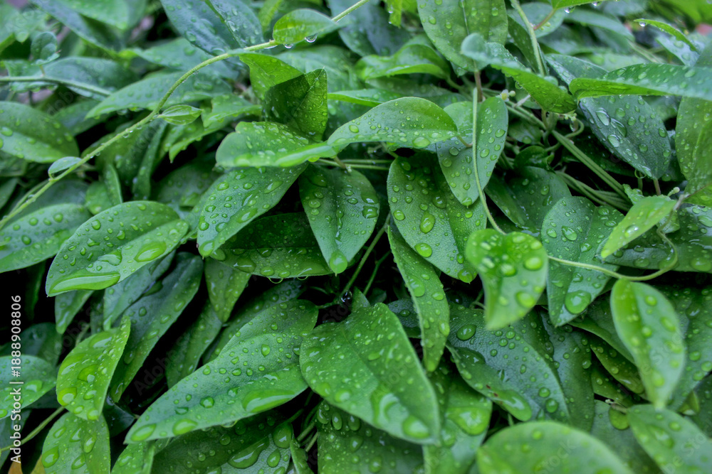 Ταπετσαρία The dewy green leaves shimmer in the sunny morning, displaying the natural beauty and tranquil atmosphere