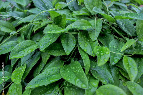 Fotografía The dewy green leaves shimmer in the sunny morning, displaying the natural beauty and tranquil atmosphere