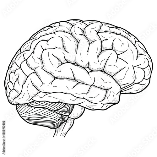 Black and white of a human brain anatomy medical