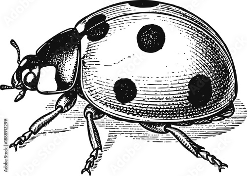 Ladybug illustration with detailed body and spots, entomology drawing of a beetle insect