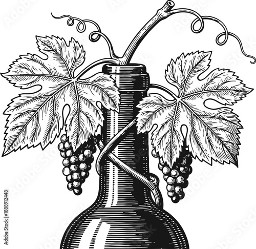 Vintage wine bottle with grapevine leaves and grape clusters, hand drawn black and white illustration