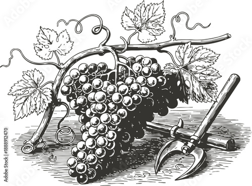 Cluster of grapes on vine branch with leaves and vintage pruning tools concept of harvesting and viticulture