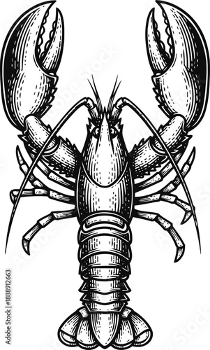 Detailed black and white lobster illustration with raised claws, segmented shell and antennae