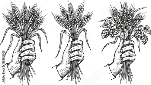 Vintage hand holding bundles of wheat and hops, rustic agriculture and farming illustration