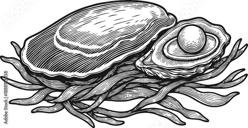 Open oyster shell with pearl on seaweed engraving illustration