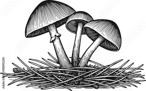Three wild mushrooms growing among dry grass and pine needles detailed black and white illustration