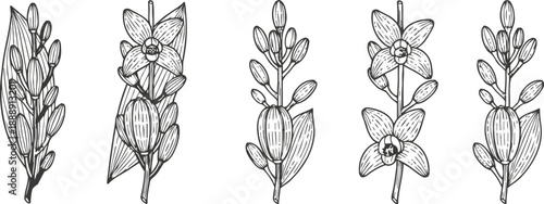 Hand drawn vanilla plant illustrations with pods and flowers in vintage botanical set