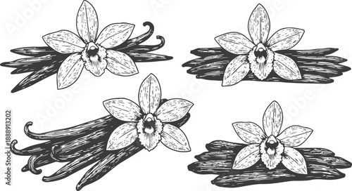 vanilla pods and flowers set hand drawn spice bundle, natural ingredient illustration