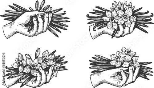 Vintage hand holding narcissus flowers illustration set floral bouquet, spring blossom, decorative botanical sketch