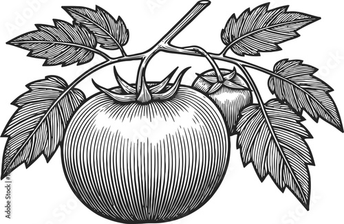 Vintage tomato plant illustration with ripe and unripe fruits and detailed leaves engraving