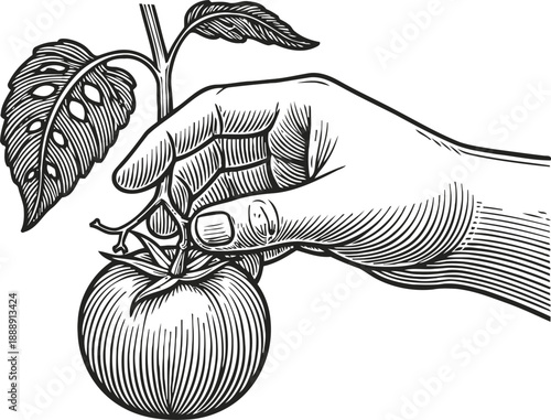 Hand picking ripe tomato from plant branch with leaves detailed black and white engraving