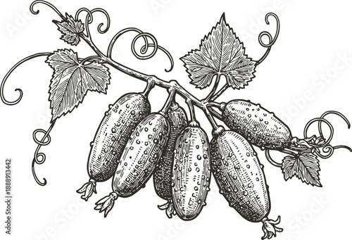 Vintage botanical illustration of ripe cucumbers hanging on vine with leaves and tendrils