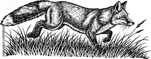 Running wild fox in grass black and white detailed ink illustration of a fox moving swiftly through tall grass
