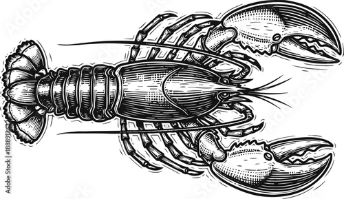 Lobster illustration in vintage engraving detailed crustacean seafood marine animal drawing with claws and segmented body