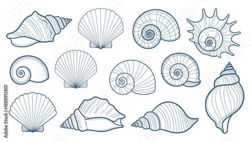 Collection of Various Seashells and Marine Life Illustrations.