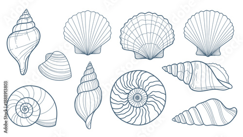 Collection of Various Seashells and Marine Mollusk Shells.