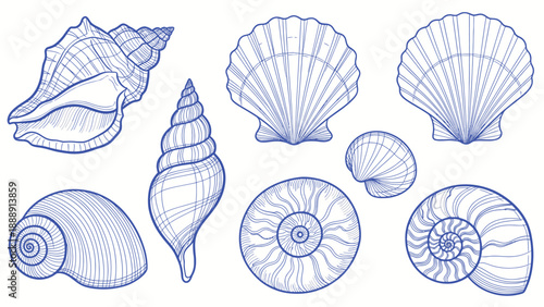 Collection of various seashells and spiral shells drawn in a sketch style.